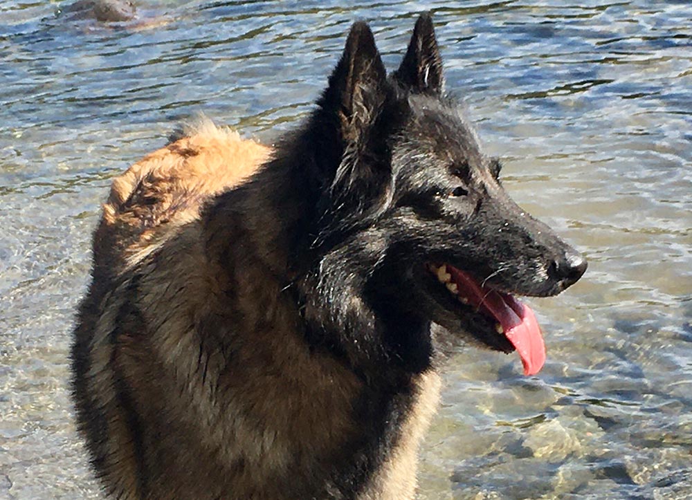 Ursa