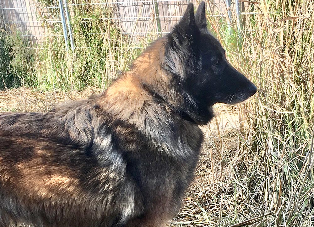 Ursa